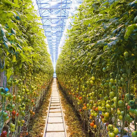 NPK Drip Irrigation Fertilizers